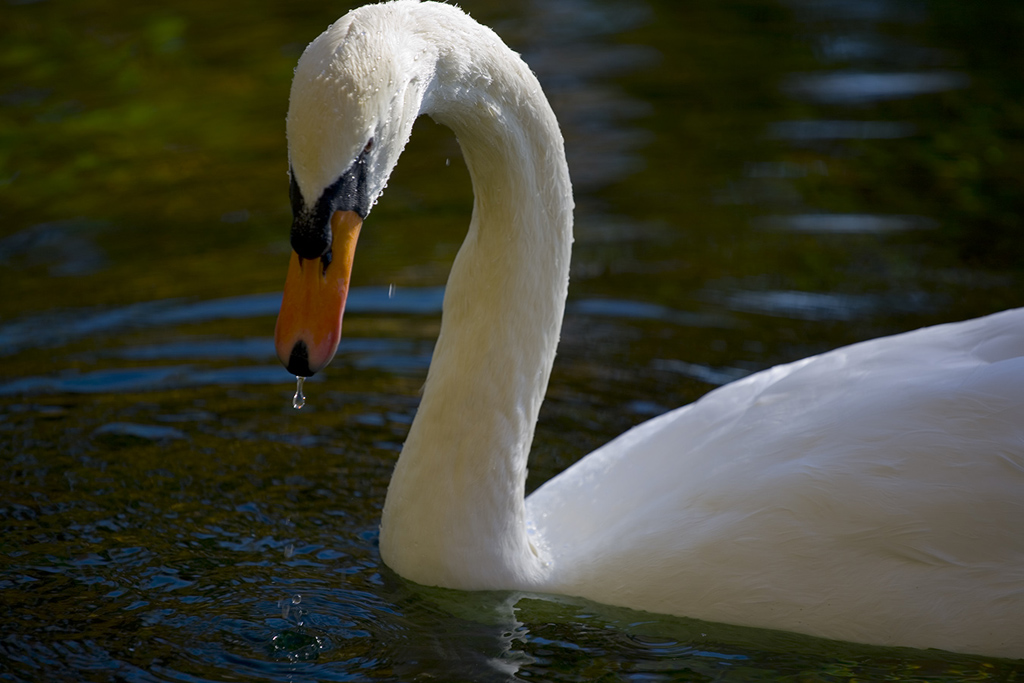 Cigno... con il raffreddore.
