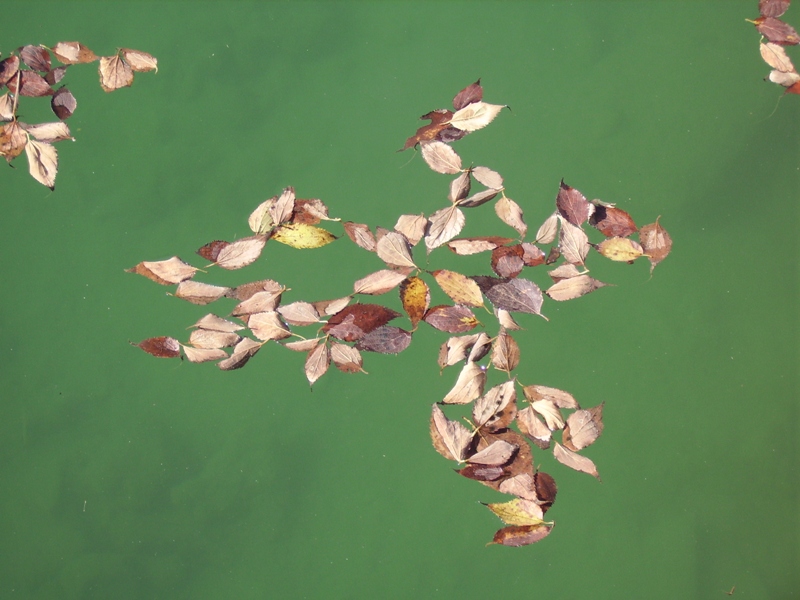 Disegni di foglie sull'acqua