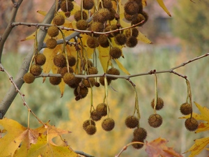 autunno 1