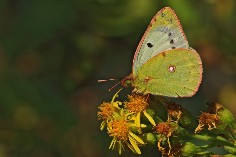 Colias crocea (f.Helice) 3