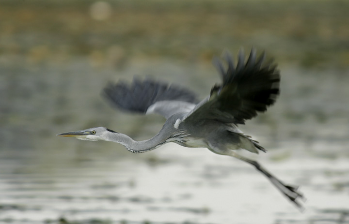 Renzo- il volo del Cenerino