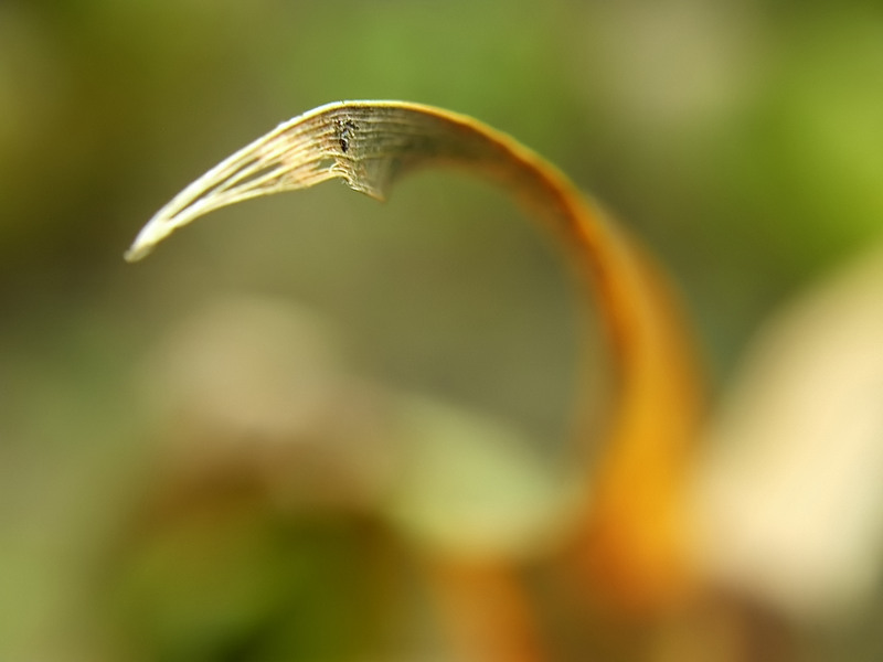 il sogno della foglia