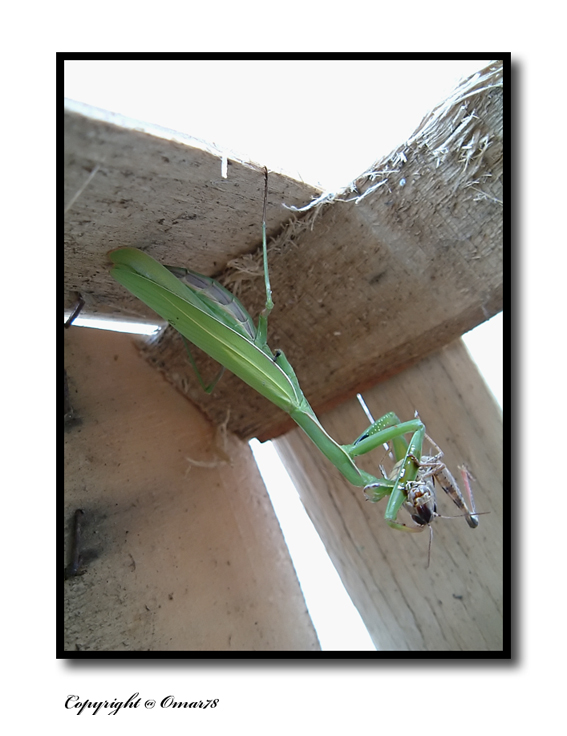 il pranzo � servito