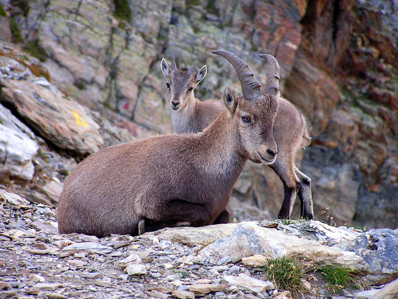 ... come sar� da grande ...