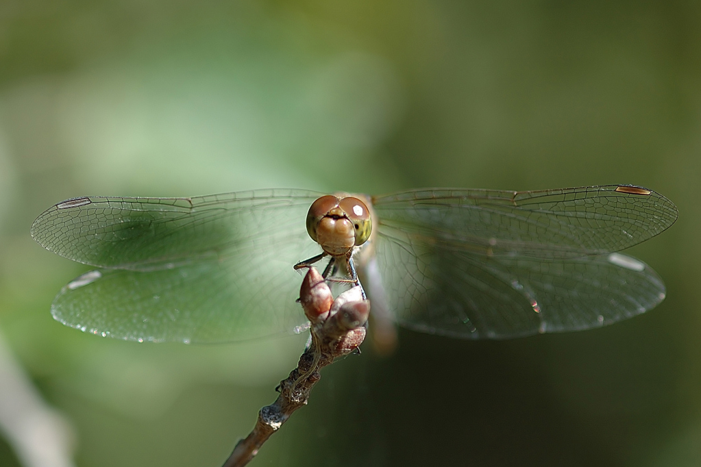 Libellula