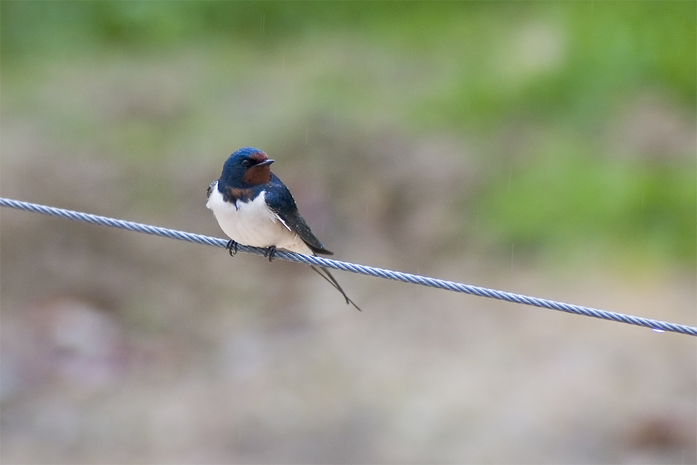 Che hai da guardare?