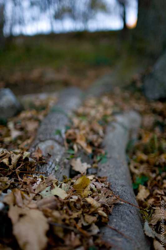 Suggestioni Autunnali