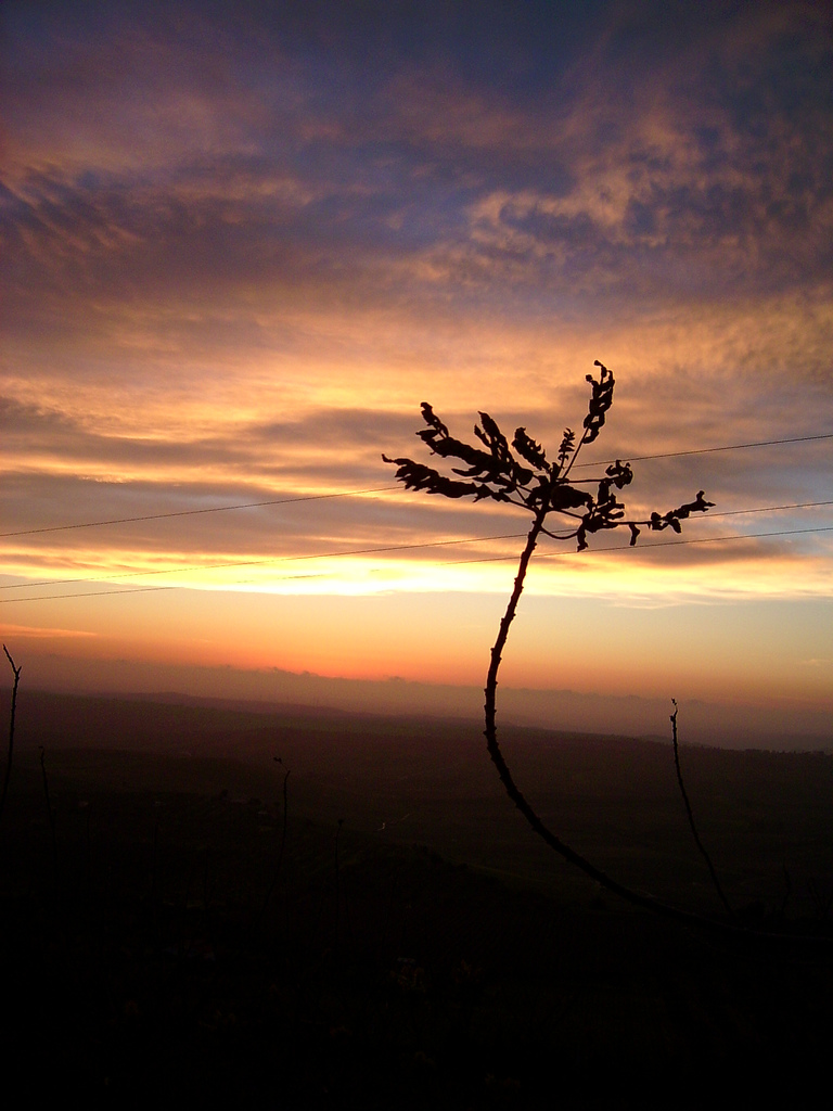 Tramontoa Partanna #1