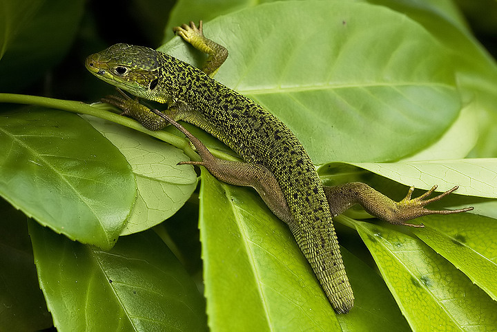 Per me insolito soggetto