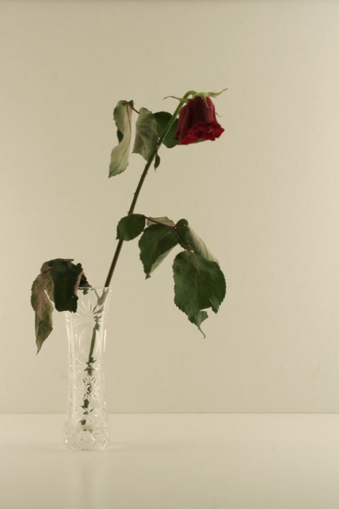 Natura quasi morta - 1� scatto