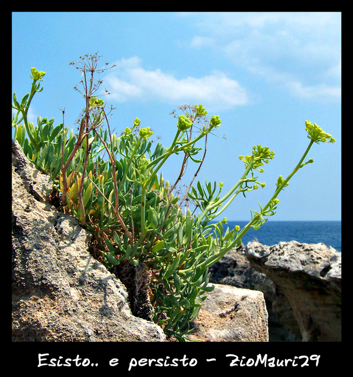 ..Esisto..e Persisto..