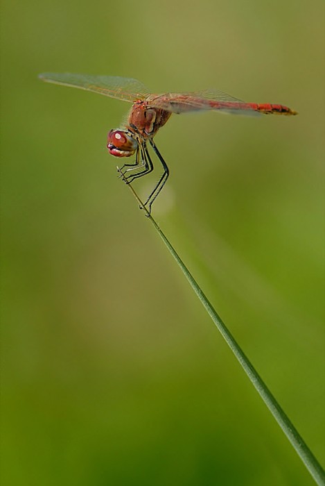 Affilatrice di punte