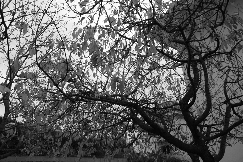 Autunno in b.n.