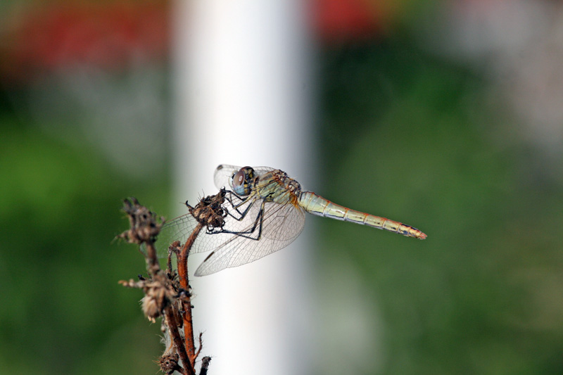 Il riposo della libellula