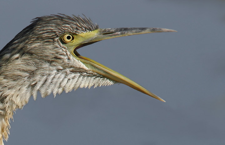 Renzo-L'urlo della Sgarza ciuffetto