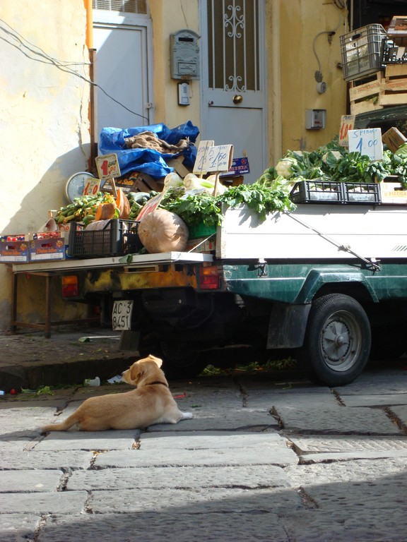 cane nel mercato