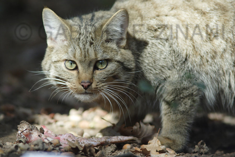 GATTO SELVATICO