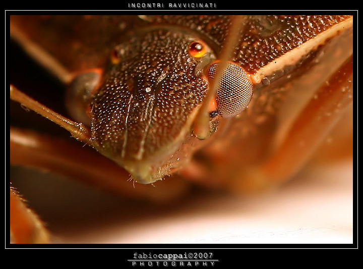 :: INCONTRI RAVVICINATI...