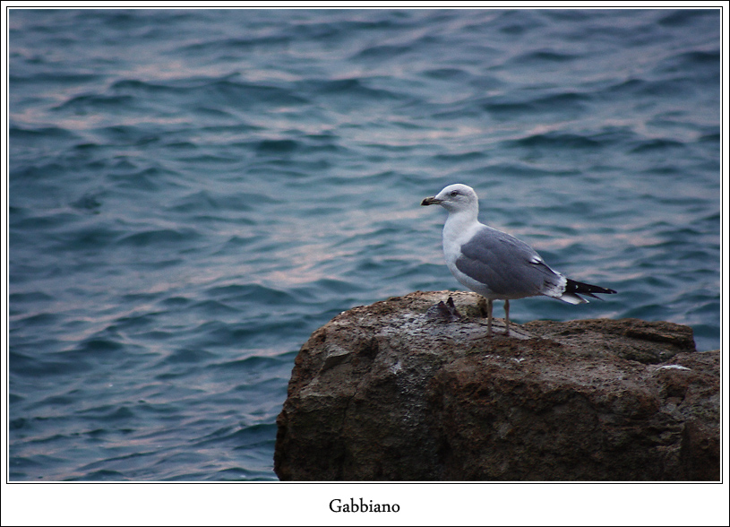 Gabbiano