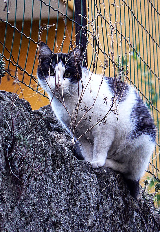 La gattina del muretto