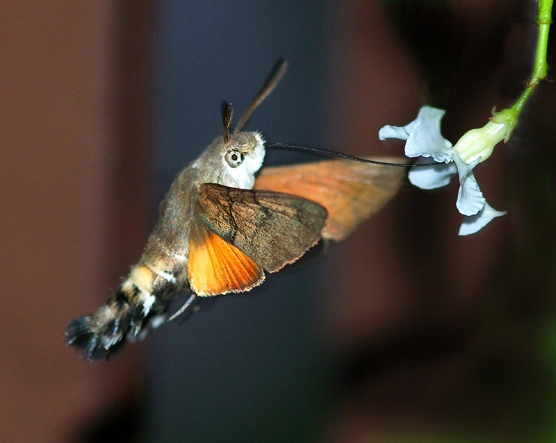 Macroglossa in volo!