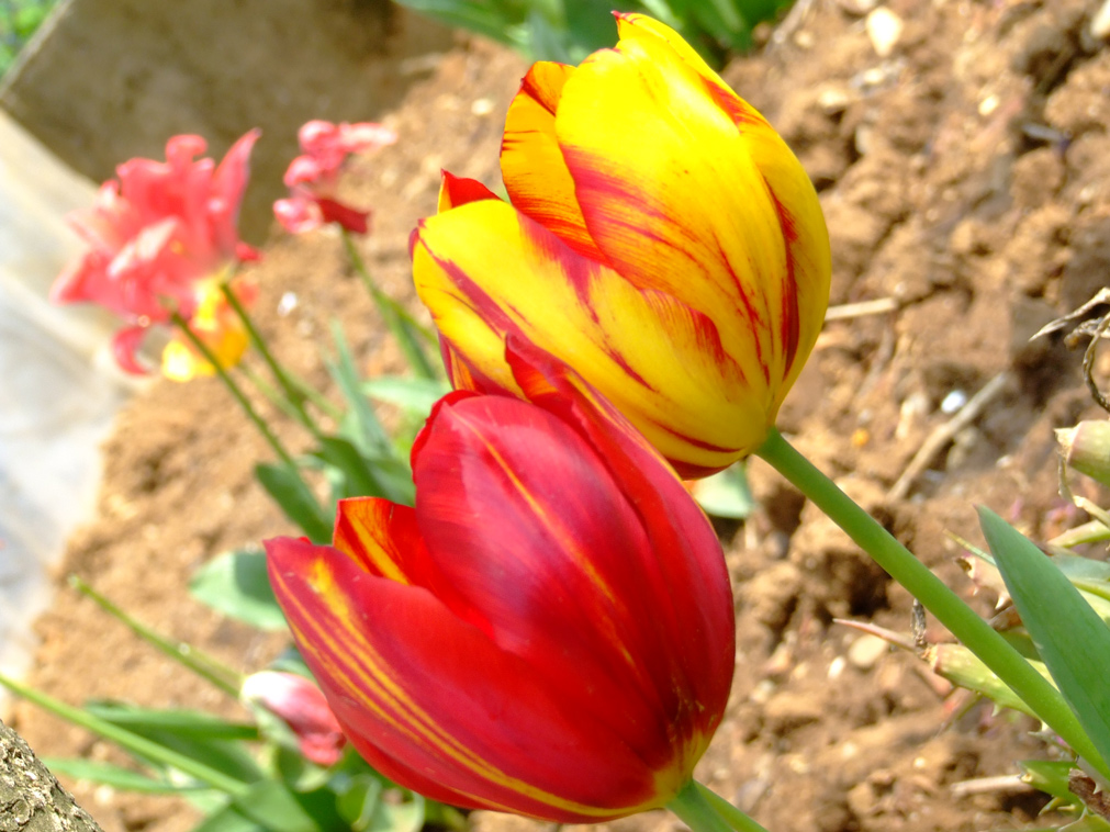 oPPosti si consolano