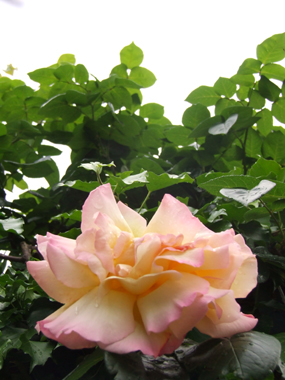 fresca lagrima nella pioggia