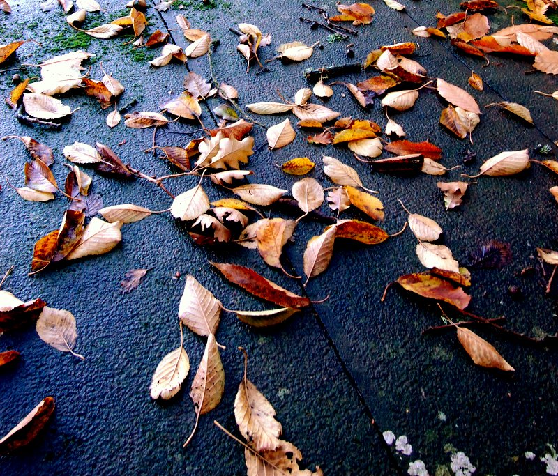le foglie rosse e gialle sulla strada d'autunno...