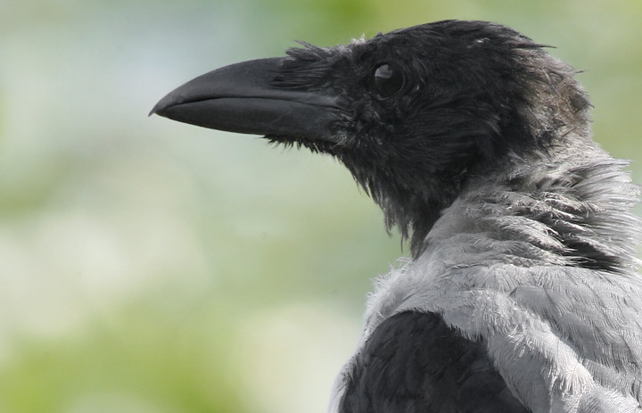 Renzo-Cornacchia grigia