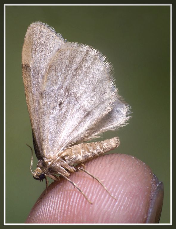 C.S.I. : Cercava impronte sulla scena del crimine