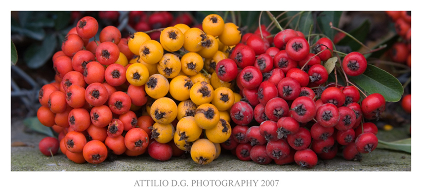 bouquet  di tre colori