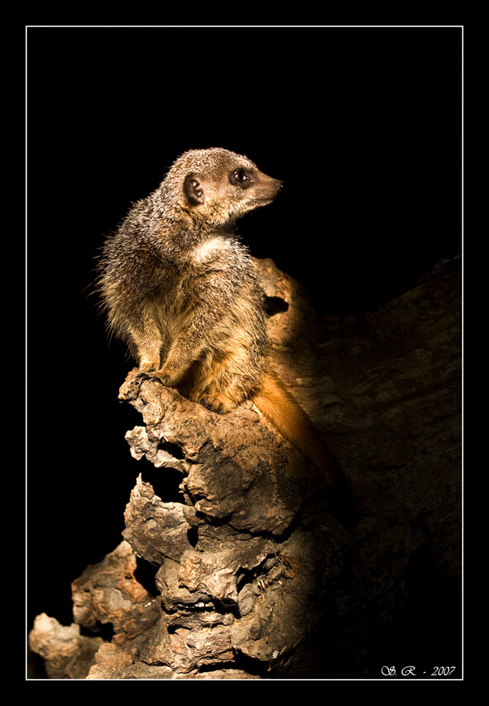 Suricato in controluce