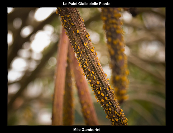 Le Pulci Gialle delle Piante