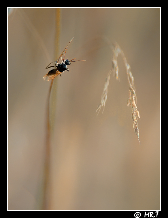 ..Rivolto al tramonto..