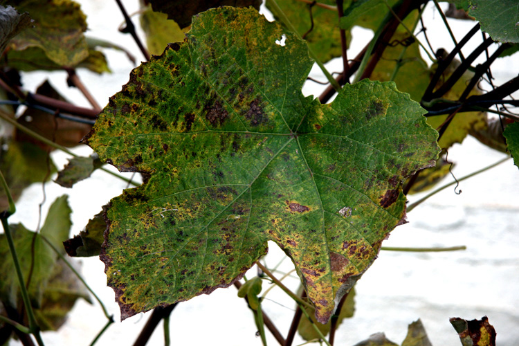 Mimetizzazione invernale...