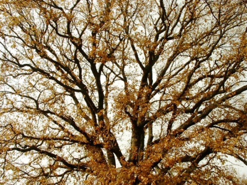 Rami di quercia secolare in autunno inoltrato