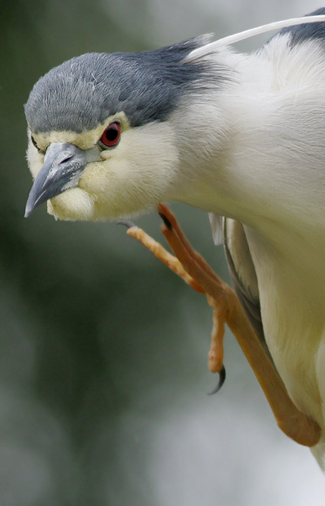 Renzo-Ritratto di Nitticora