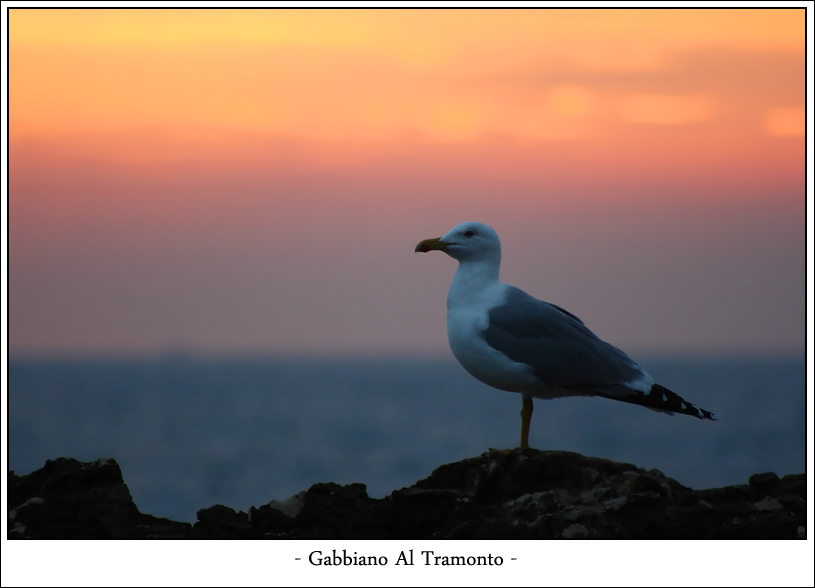 Gabbiano Al Tramonto