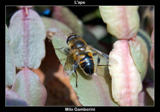 L'ape