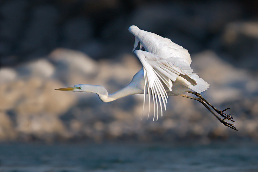 Involo(Airone Bianco)