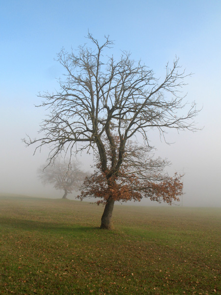 Albero avvolto dalla nebbia con sole