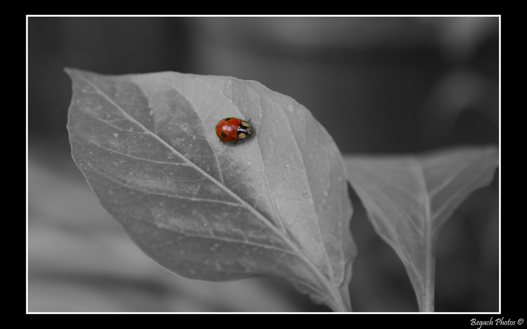 Coccinella