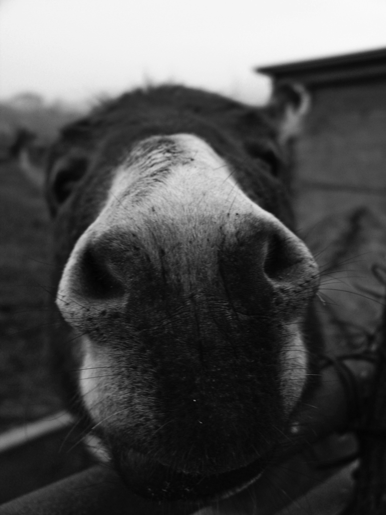 val tidone (PC) asinello a Cantone