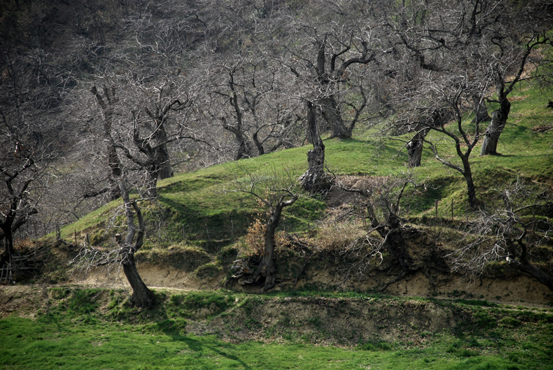 Germogli di un castagneto