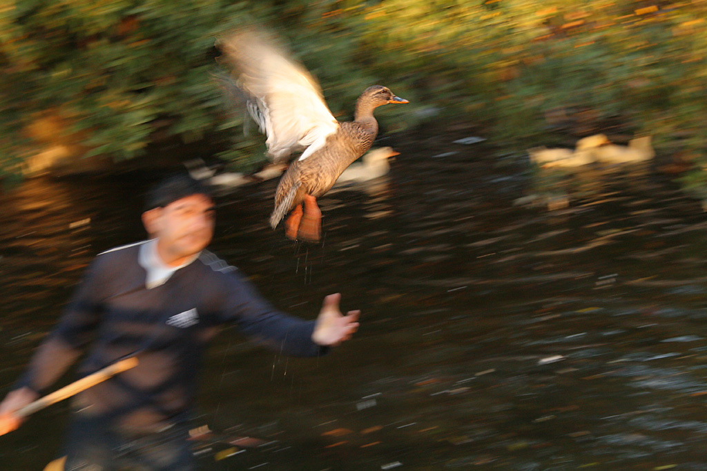 Salviamo la papera ferita