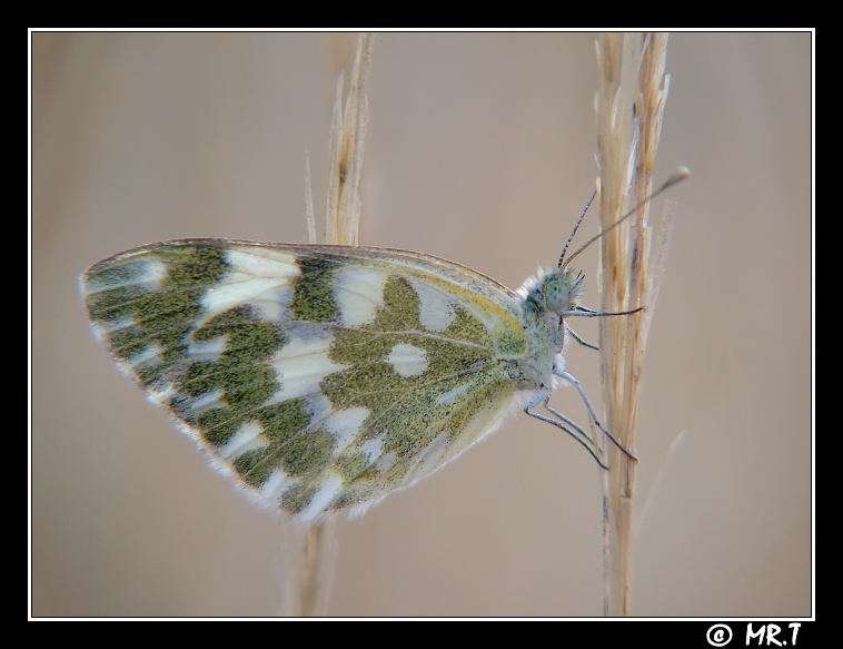 Al centro delle parallele