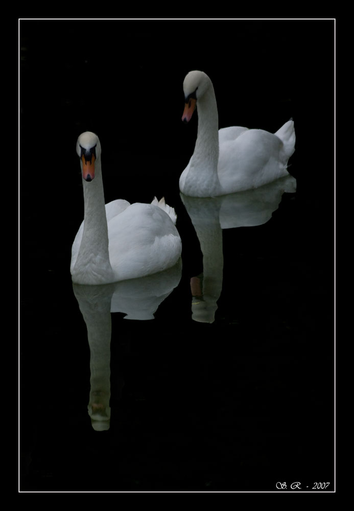 I cigni ed i riflessi