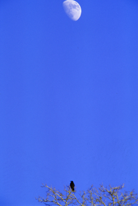 Il corvo e la luna