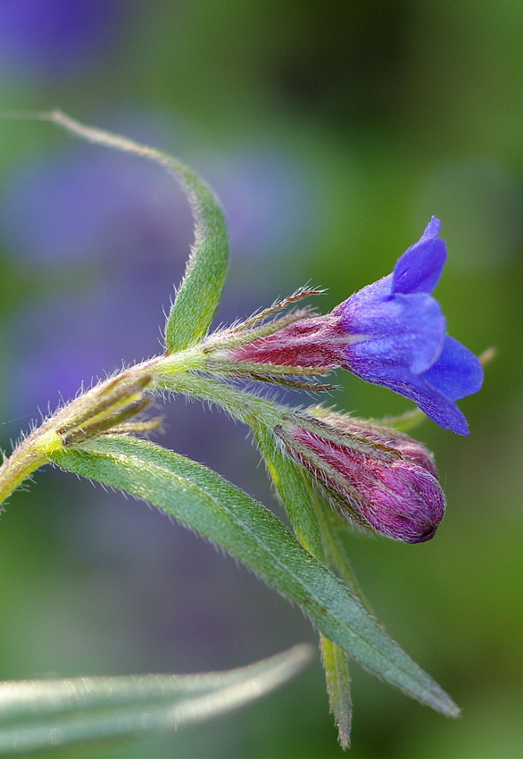 Per oggi, niente insetti!