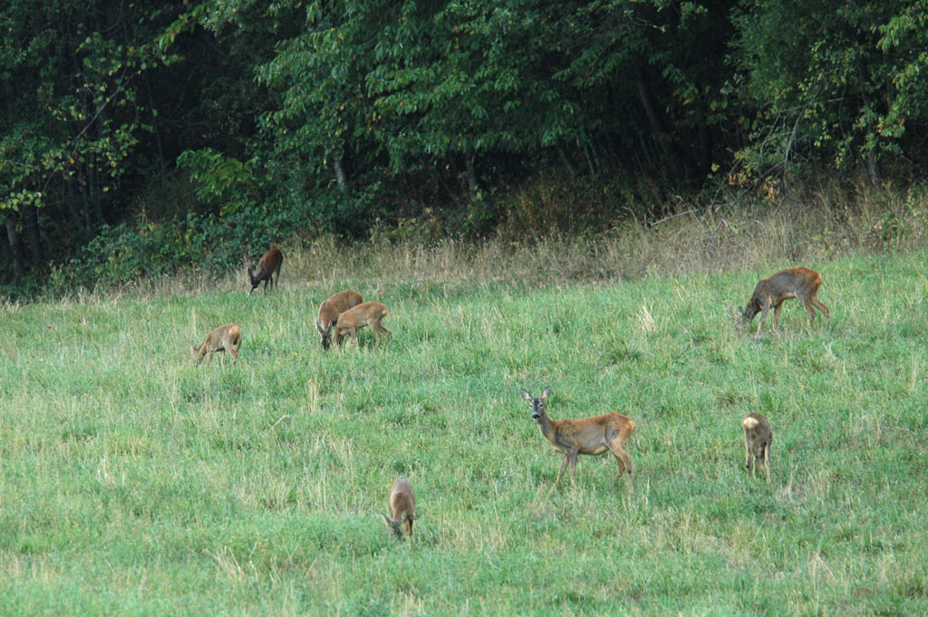 Si sta meglio in gruppo che da soli...